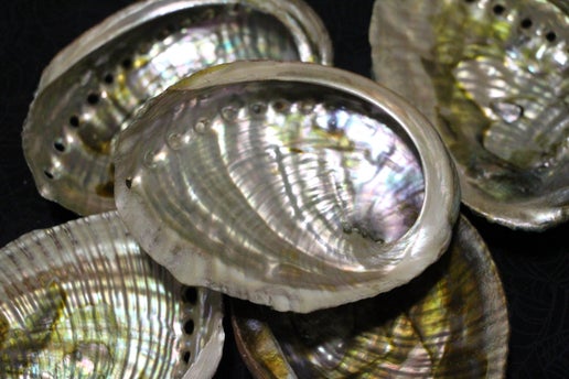 Albalone Shell